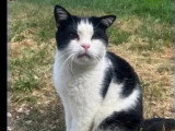 En attente d'adoption : chat noir et blanc de 6 ans
