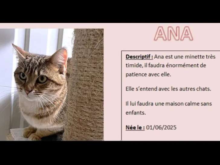 À adopter : chatte au pelage tigré blanc d'un an
