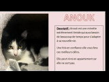 En quête d'un foyer : chatte noire et blanche d'un an