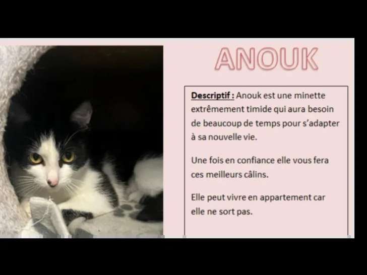 En quête d'un foyer : chatte noire et blanche d'un an