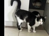 En quête d'un foyer : chatte noire et blanche d'un an