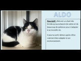 À accueillir : chat noir et blanc de 2 ans