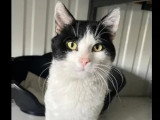 À accueillir : chat noir et blanc de 2 ans