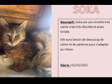 En attente d'adoption : chatte tigrée de 5 ans