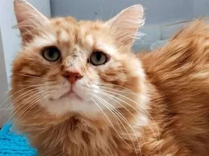 En quête d'un foyer : chat roux de 5 ans