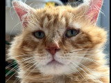 En quête d'un foyer : chat roux de 5 ans
