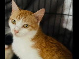 Disponible à l'adoption : chatte rousse et blanche de 2 ans