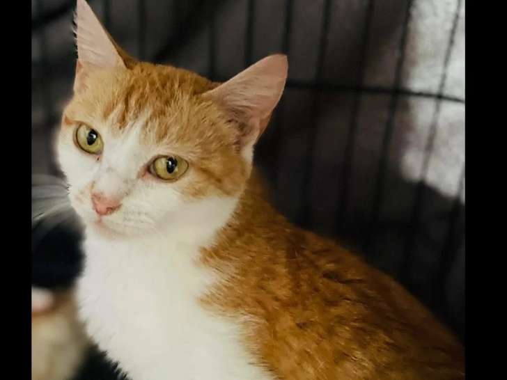Disponible à l'adoption : chatte rousse et blanche de 2 ans