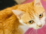 Disponible à l'adoption : chatte rousse et blanche de 2 ans