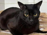 Disponible à l'adoption : chaton femelle noir de 9 mois