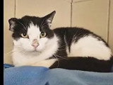 En attente d'un foyer : chat noir et blanc de 12 ans