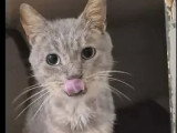 À adopter : chat tigré gris de 15 ans