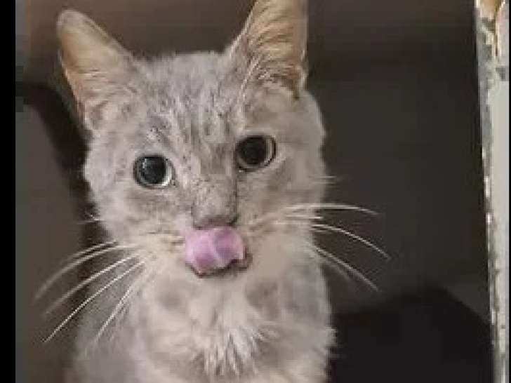 À adopter : chat tigré gris de 15 ans