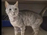 À adopter : chat tigré gris de 15 ans