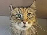 Prêt pour l'adoption : chat tigré de 14 ans