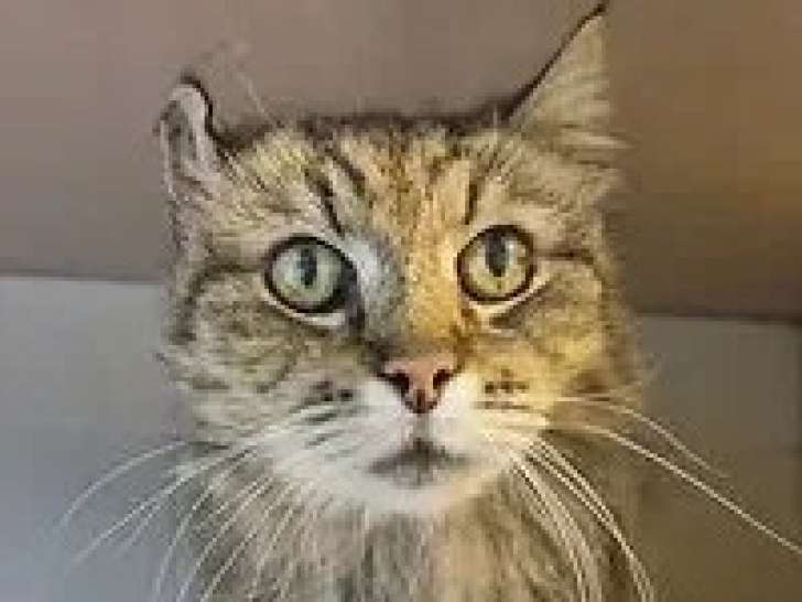Prêt pour l'adoption : chat tigré de 14 ans