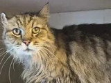Prêt pour l'adoption : chat tigré de 14 ans