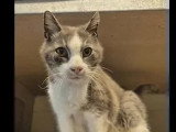 En attente d'un foyer : chat gris et blanc de 13 ans