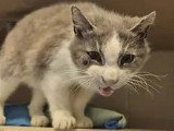En attente d'un foyer : chat gris et blanc de 13 ans