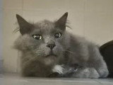 À adopter : chat gris de 10 ans