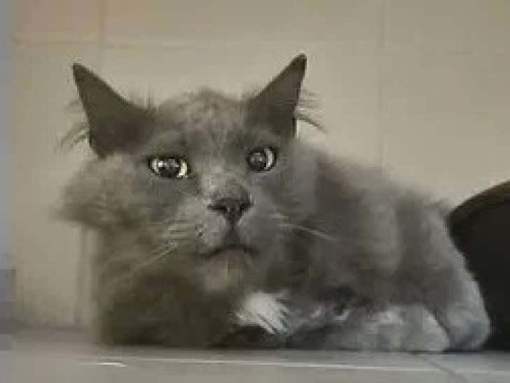 À adopter : chat gris de 10 ans