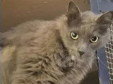 À adopter : chat gris de 10 ans