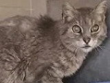 Disponible à l'adoption : chat tigré gris de 15 ans