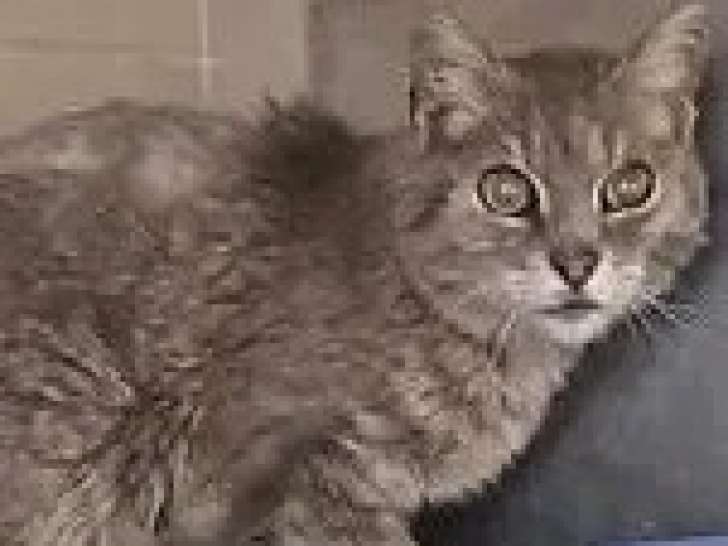 Disponible à l'adoption : chat tigré gris de 15 ans
