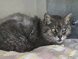 Disponible à l'adoption : chat tigré gris de 15 ans
