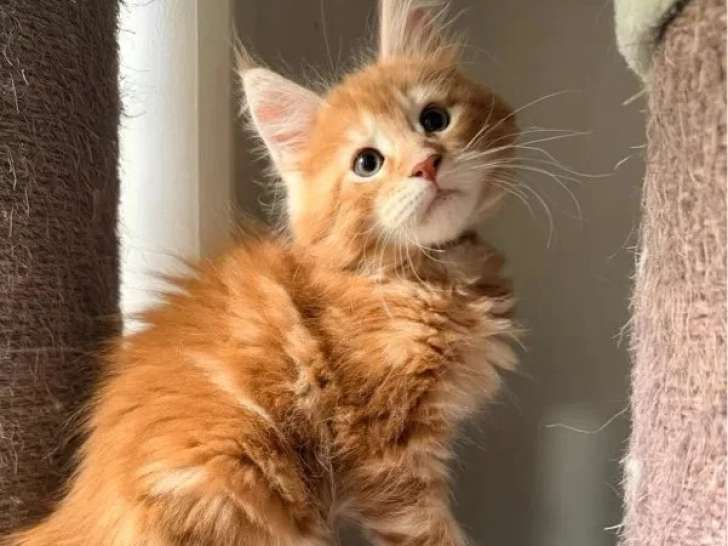 Portée Maine Coon non LOOF 3 chatons nés en avril 2026