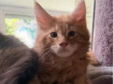 Portée Maine Coon non LOOF 3 chatons nés en avril 2026