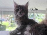 Portée Maine Coon non LOOF 3 chatons nés en avril 2026