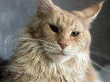 Portée Maine Coon non LOOF 3 chatons nés en avril 2026