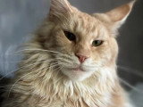 Portée Maine Coon non LOOF 3 chatons nés en avril 2026