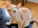 Athena, jeune chatte à adopter en association