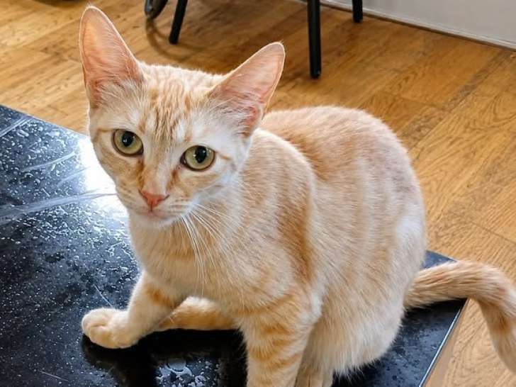 Athena, jeune chatte à adopter en association
