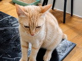 Athena, jeune chatte à adopter en association