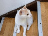 Atlas, jeune chat à adopter en association