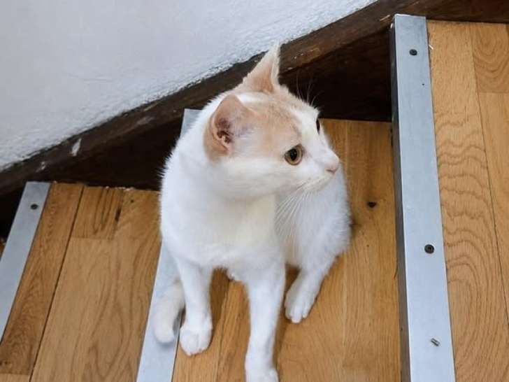Atlas, jeune chat à adopter en association