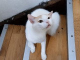 Atlas, jeune chat à adopter en association