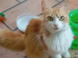 En attente d'un foyer : 2 chatons femelles de 10 mois