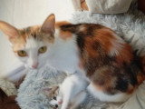 En attente d'un foyer : 2 chatons femelles de 10 mois