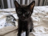 Bambette, chatonne à adopter en assocation