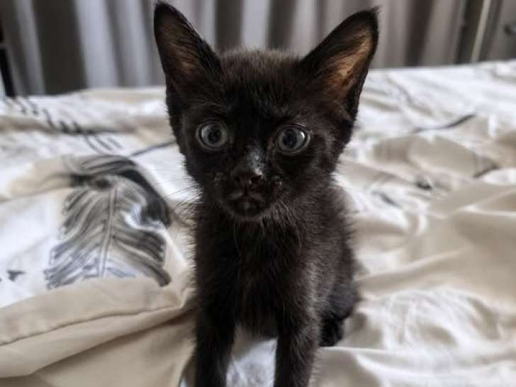 Bambette, chatonne à adopter en assocation