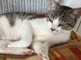 En attente d'adoption : chaton femelle au pelage tigré blanc de 6 mois