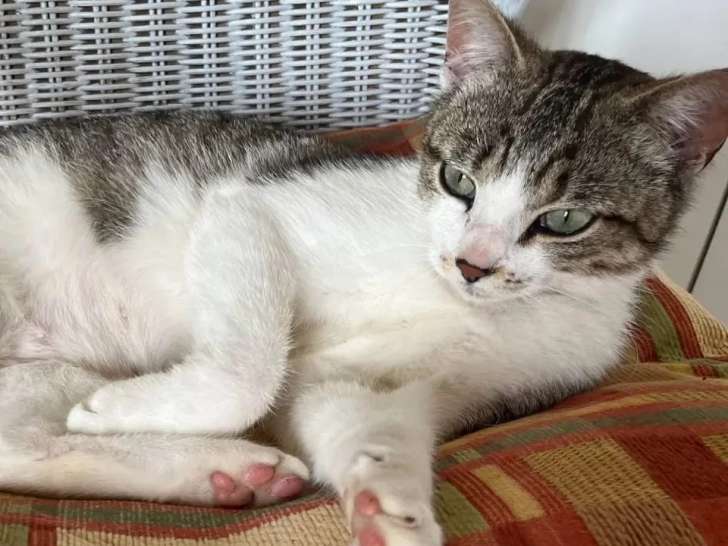 En attente d'adoption : chaton femelle au pelage tigré blanc de 6 mois