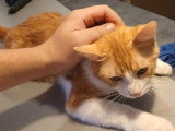 Henri, jeune chat mâle de 1 an à adopter en association