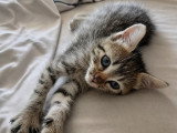 Bouboule, chatonne à adopter en association