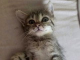 Bouboule, chatonne à adopter en association