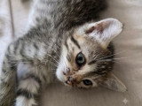 Bouboule, chatonne à adopter en association